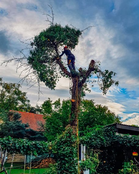 Erhalt alter Baumstrukturen – Baumpflege im gewachsenen Bestand Baumpfleger in altem, ausladenden Baum mit Seilklettertechnik bei Rückschnitt
