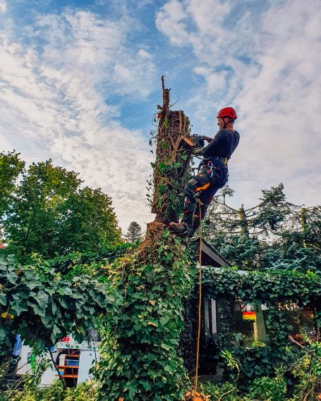 Sichere Fällung – Baumarbeiten an einem mit Efeu bewachsenen Stamm Baumpfleger in Schutzausrüstung bei der Entfernung eines stark bewachsenen Baumstamms