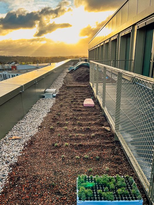Dachbegrünung im Abendlicht – Setzlinge auf einem Flachdach mit Stadtblick Frisch bepflanztes Gründach bei Sonnenuntergang mit Blick über die Dächer der Stadt.