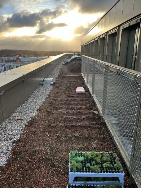 Grüne Dächer für morgen – Dachbegrünung mit Weitblick Frisch angelegtes Gründach mit Setzlingen im Licht des Sonnenuntergangs